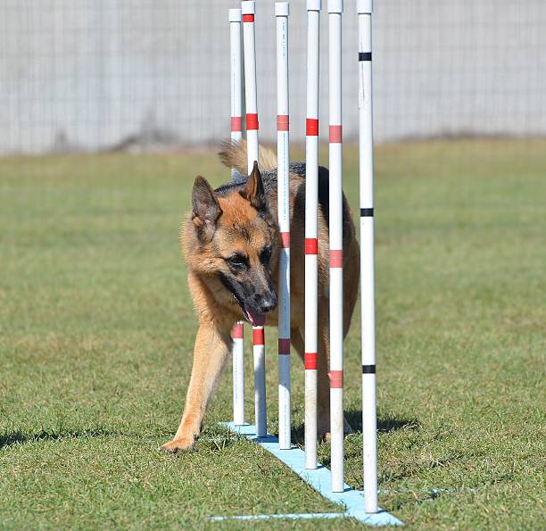 Teach Basic Commands: