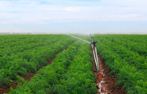 Optimize Irrigation Techniques