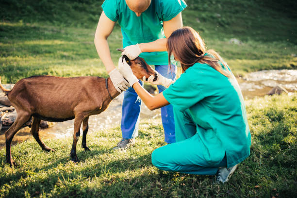 Goat health care