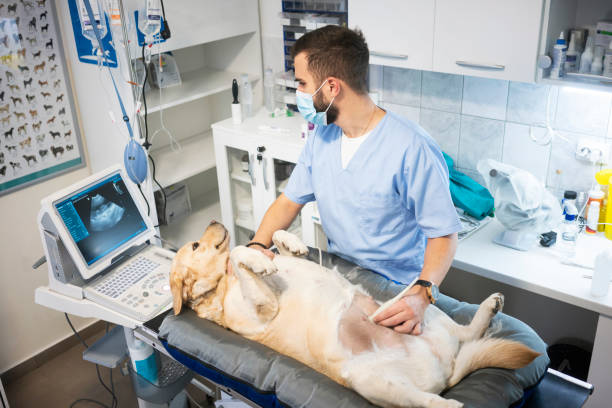 pet dog medical checkup